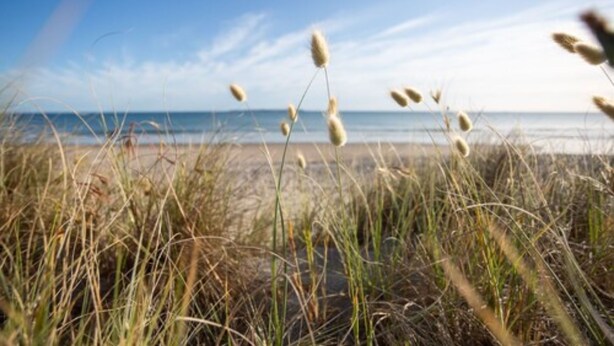 A beach with tall grasses and a clear view of the ocean. - Cosy Corner Holiday Park (Tauranga)