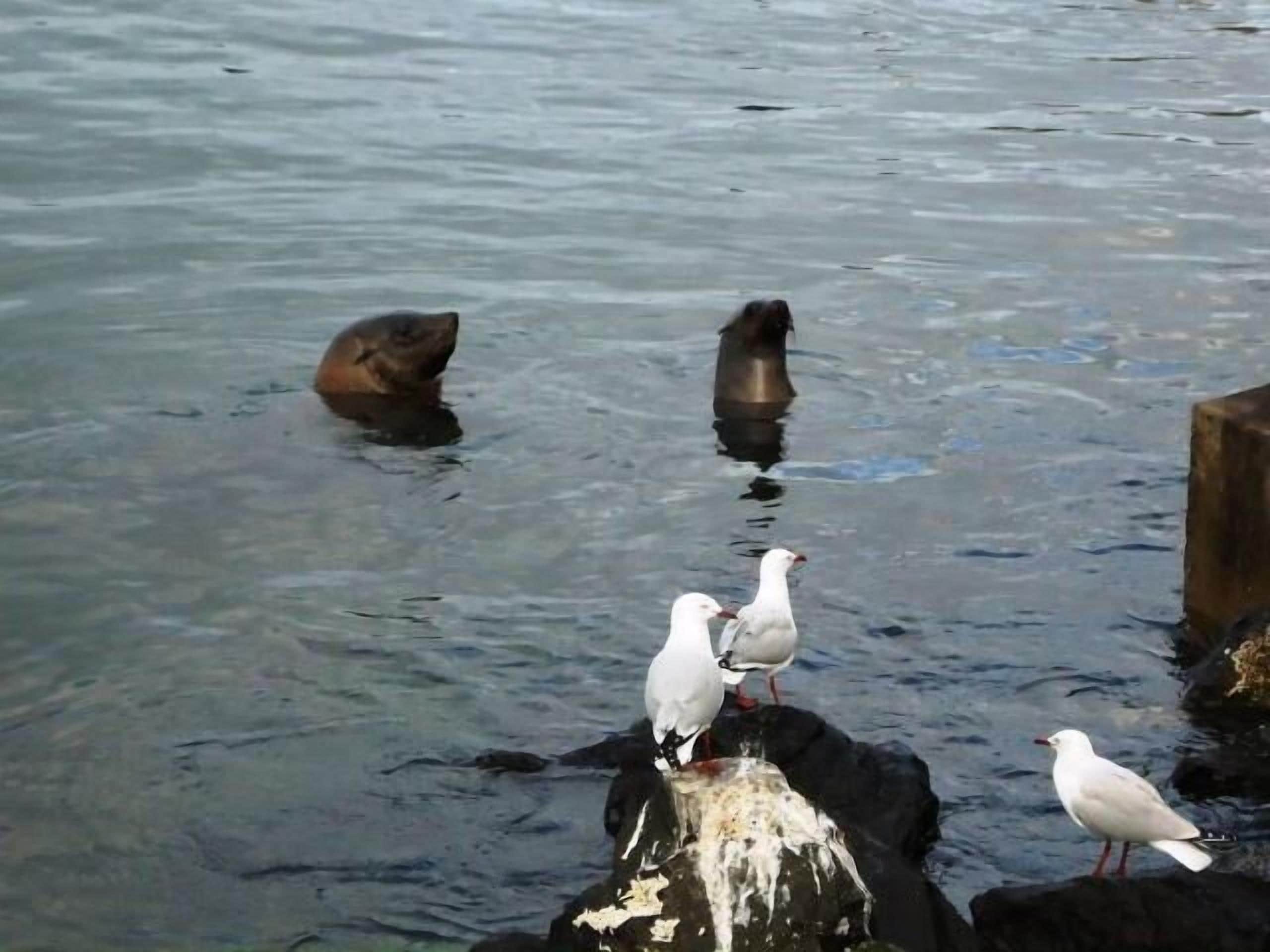A group of birds, including seagulls and a seal, near a body of water.