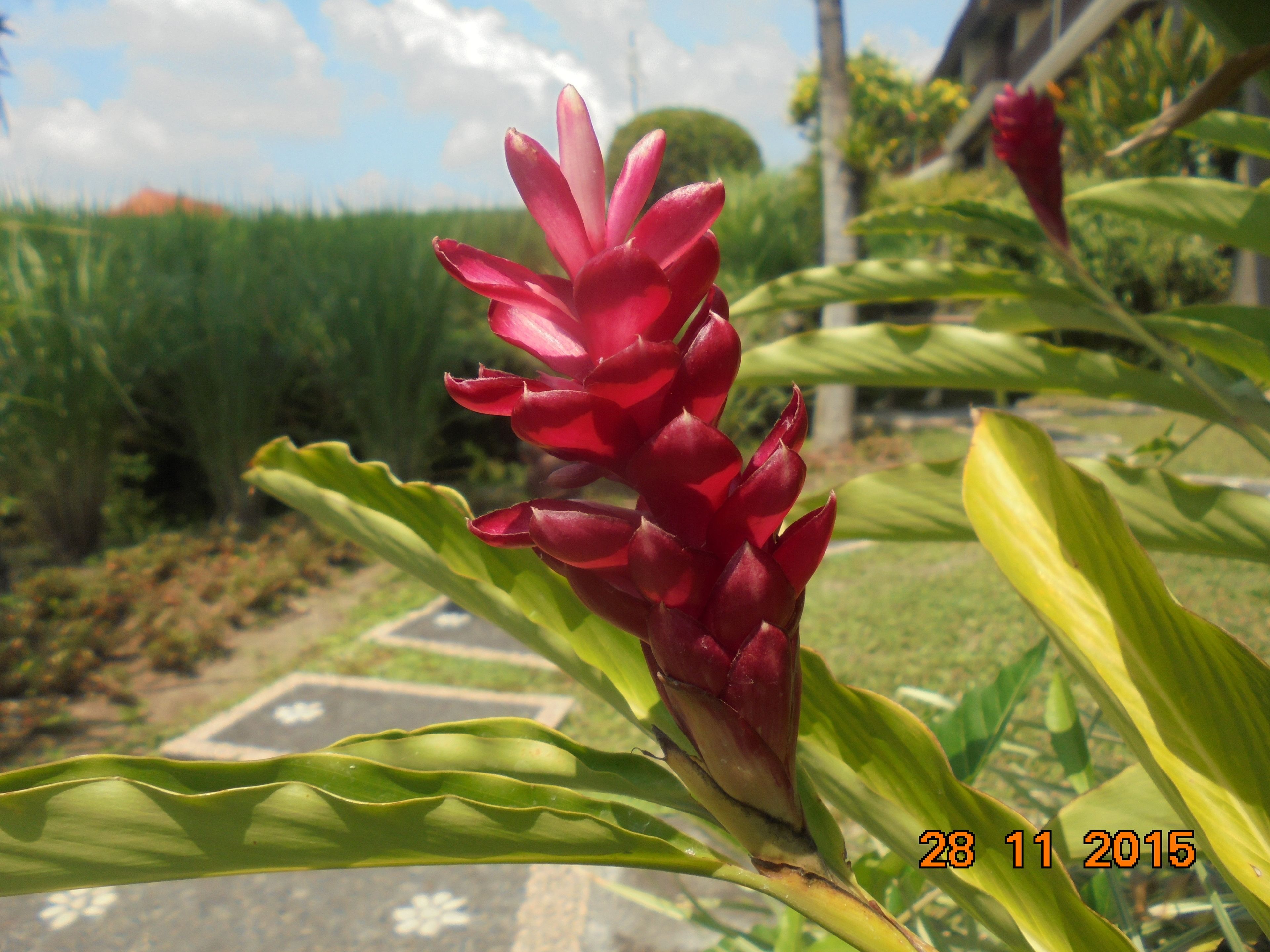 Une fleur rouge aux feuilles vertes, dans un jardin.
