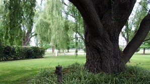 A large tree with a thick trunk and dense foliage in a well-maintained grassy area. - Moruya Motel (Moruya)