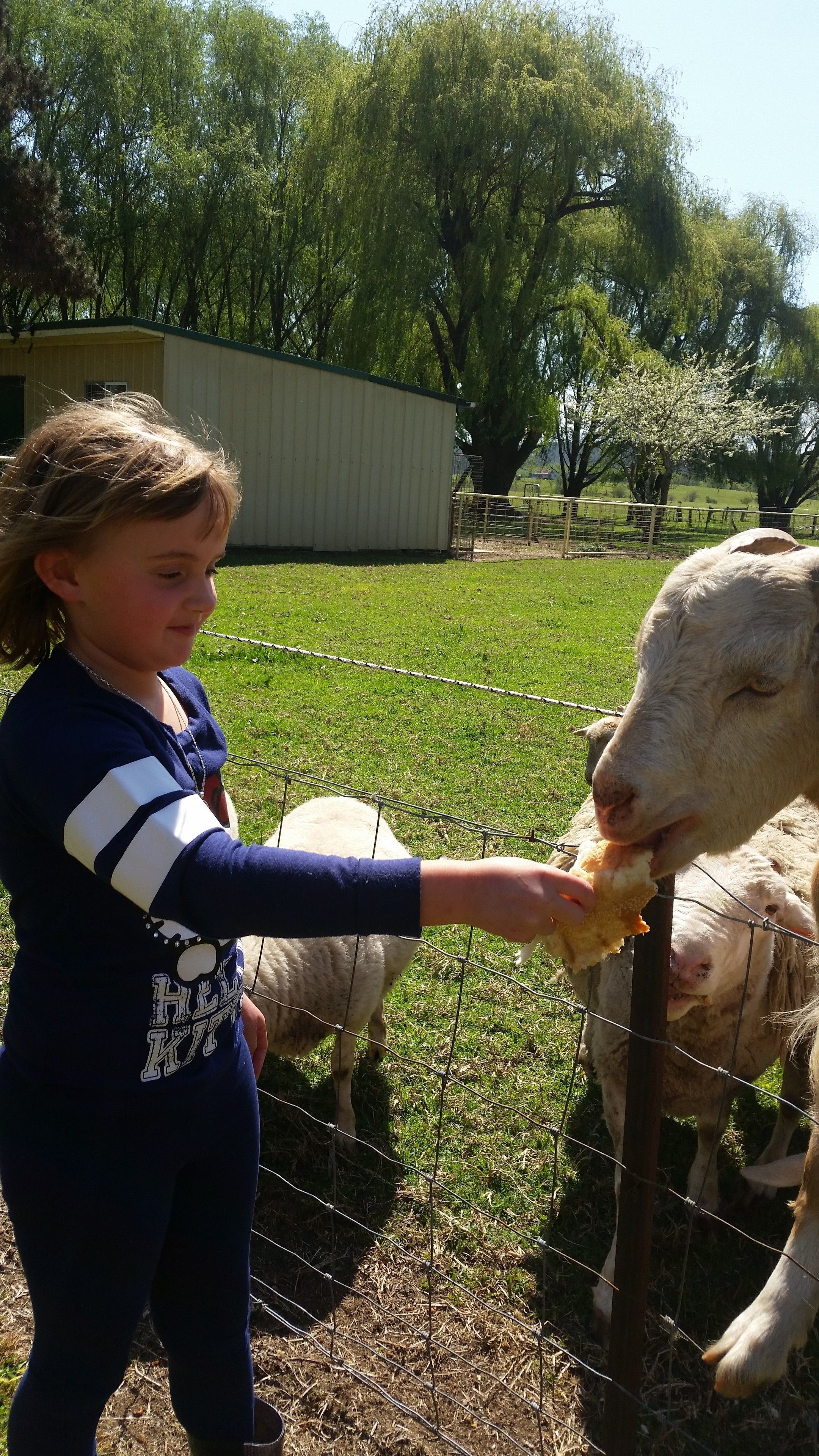 A child feeding a goat in a fenced outdoor area with a building in the background.