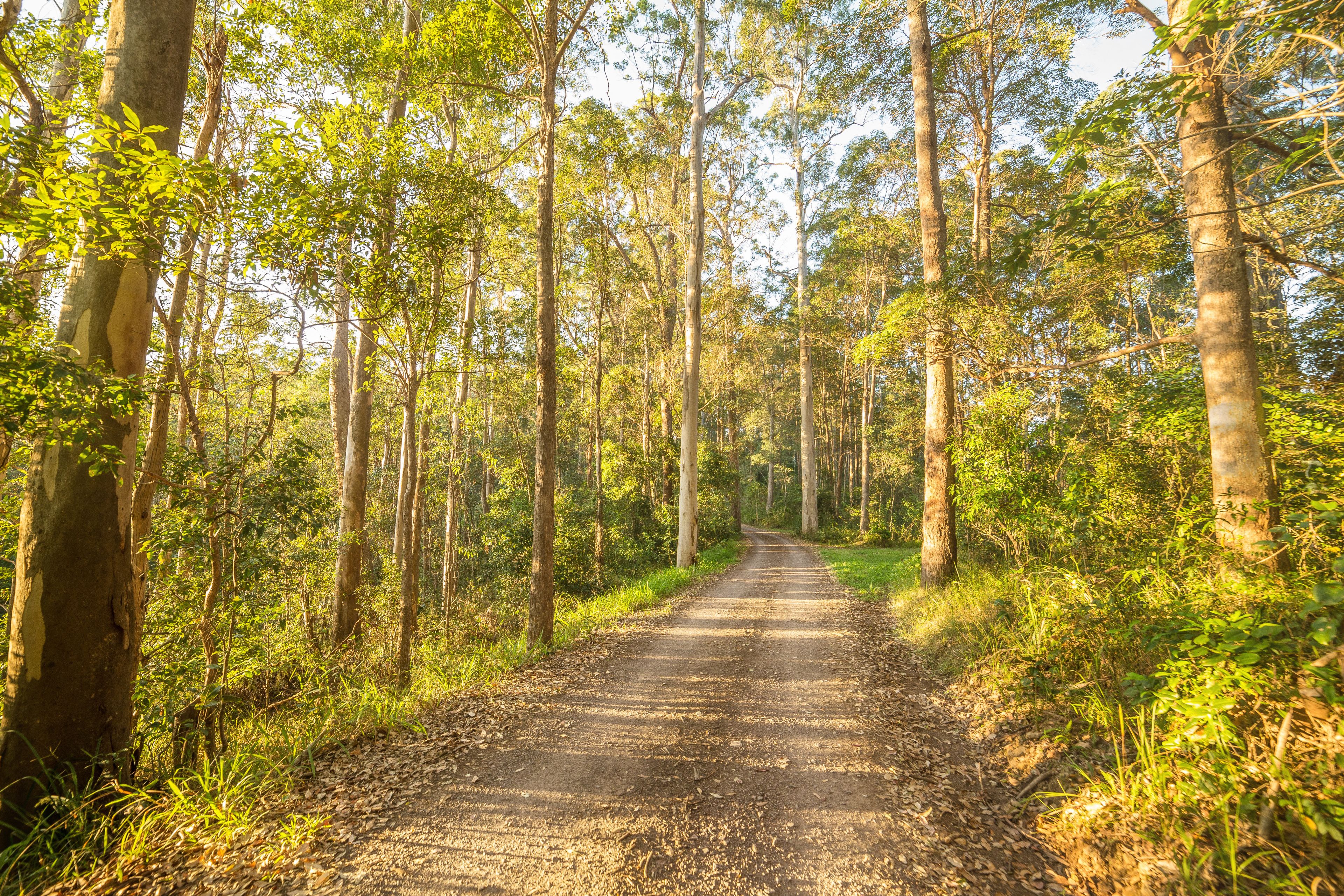 Ein unbefestigter Weg führt durch einen Wald mit hohen Bäumen an beiden Seiten.