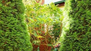 Exterior - Mary Card's Coach House (Mount Dandenong)