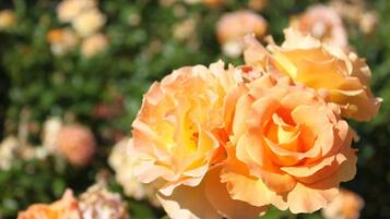A close-up of a rose with multiple blooms.
