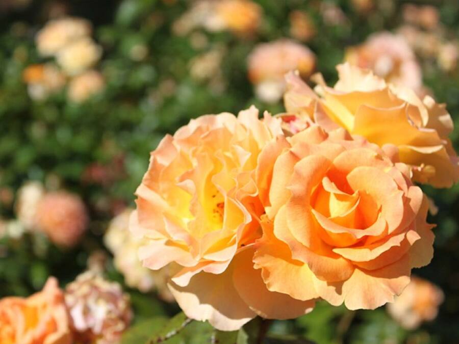 A close-up of a rose with multiple blooms.