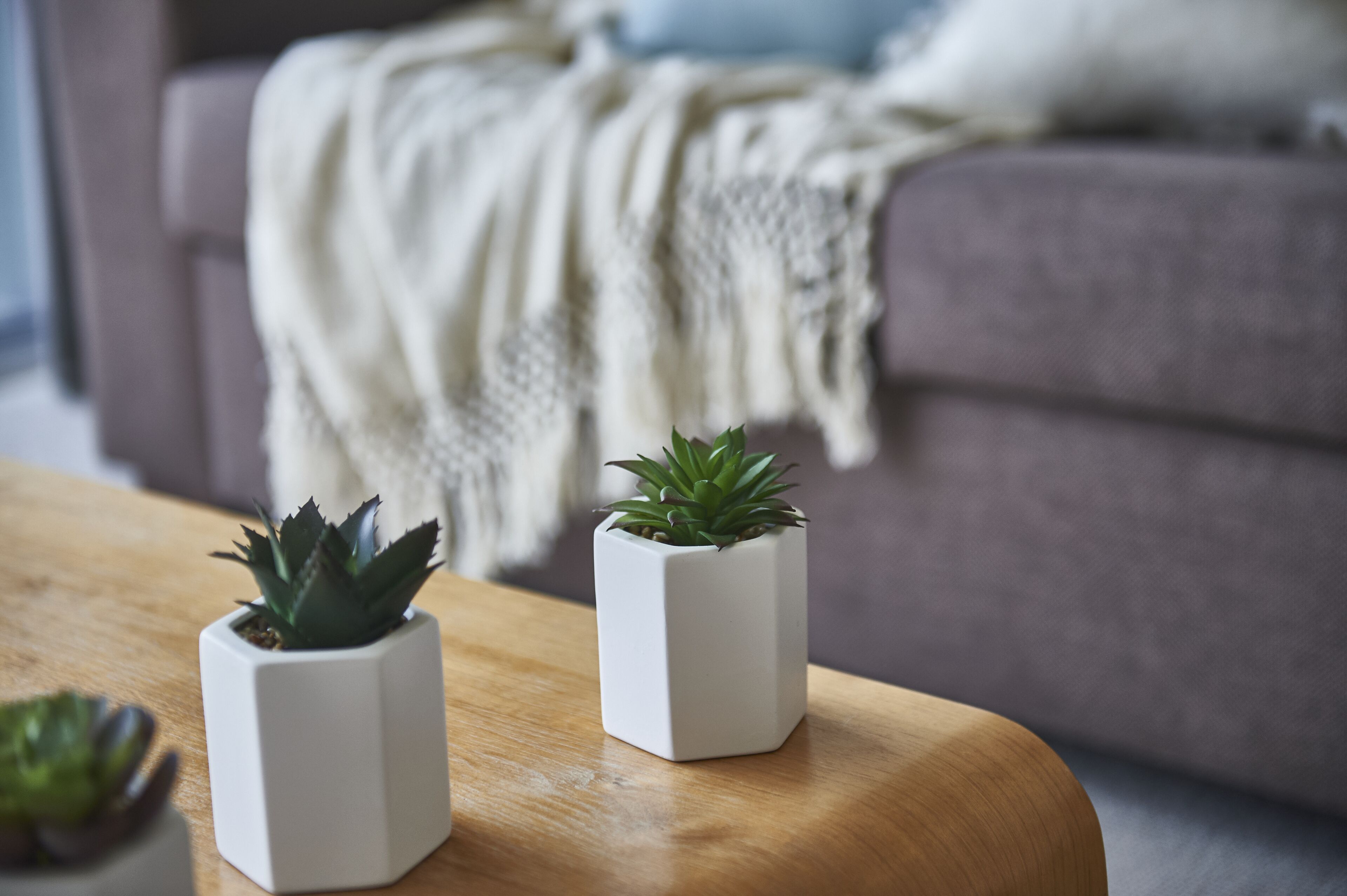 Two potted succulents on a wooden table in a living room with a grey sofa and a white throw blanket.