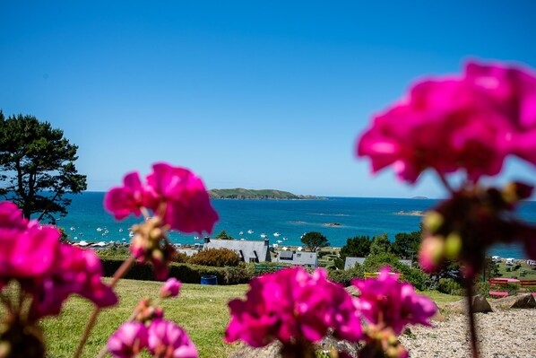 Blick auf die Küste mit blauem Himmel, Booten auf dem Wasser und rosa Blumen im Vordergrund.