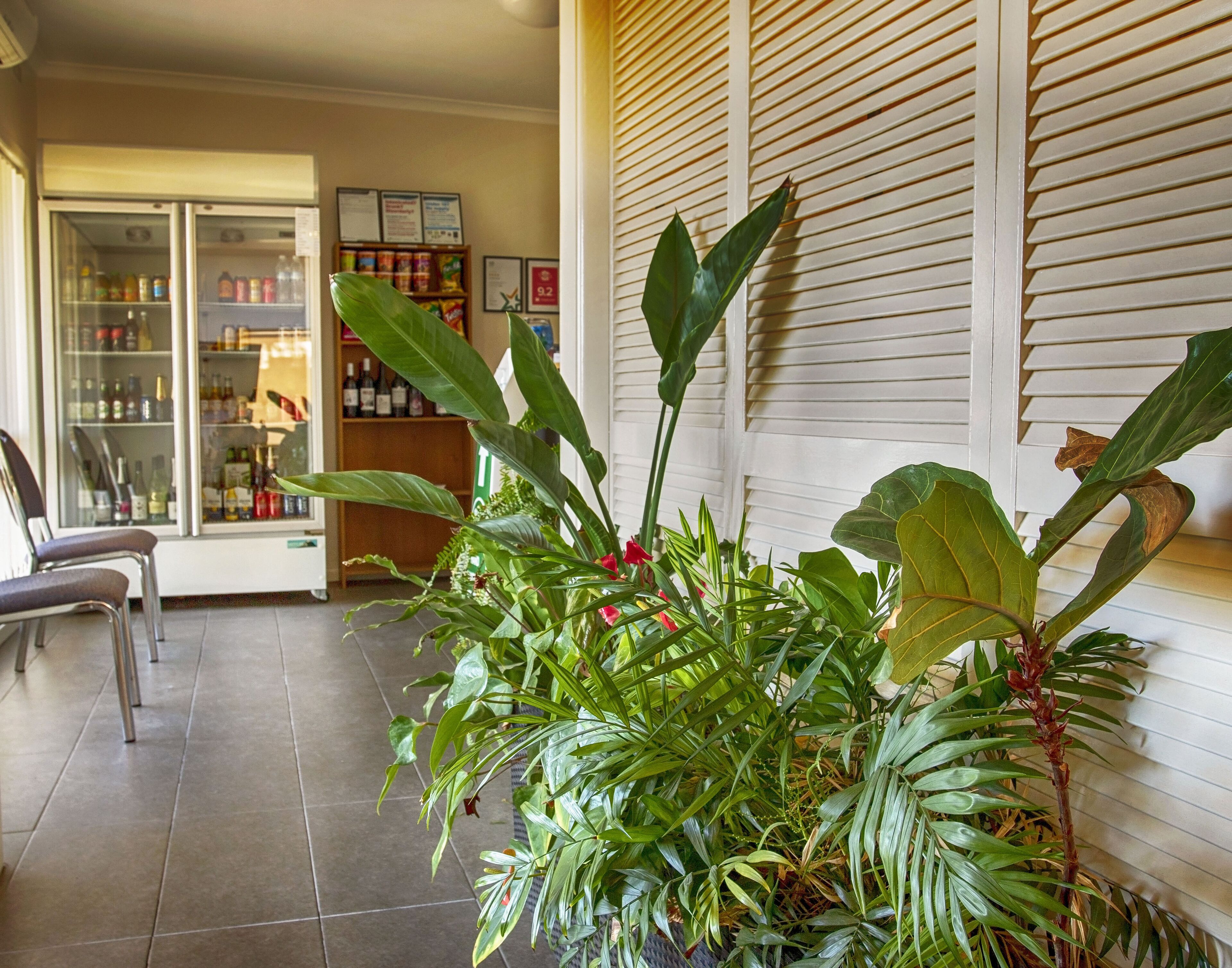 A room with a large potted plant, a refrigerator, and a shelf with various items.