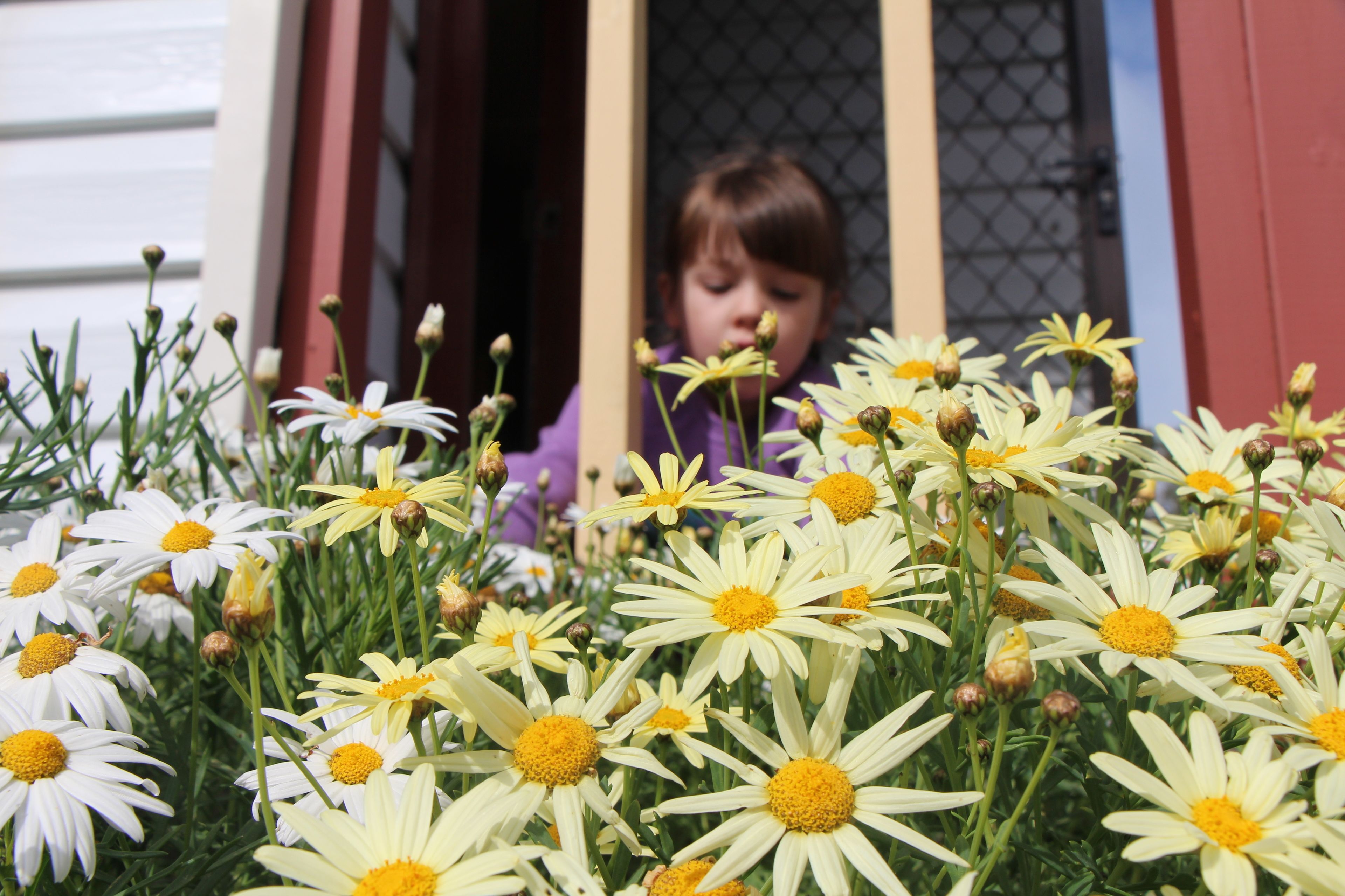 Un bambino che guarda un giardino pieno di margherite attraverso una finestra.