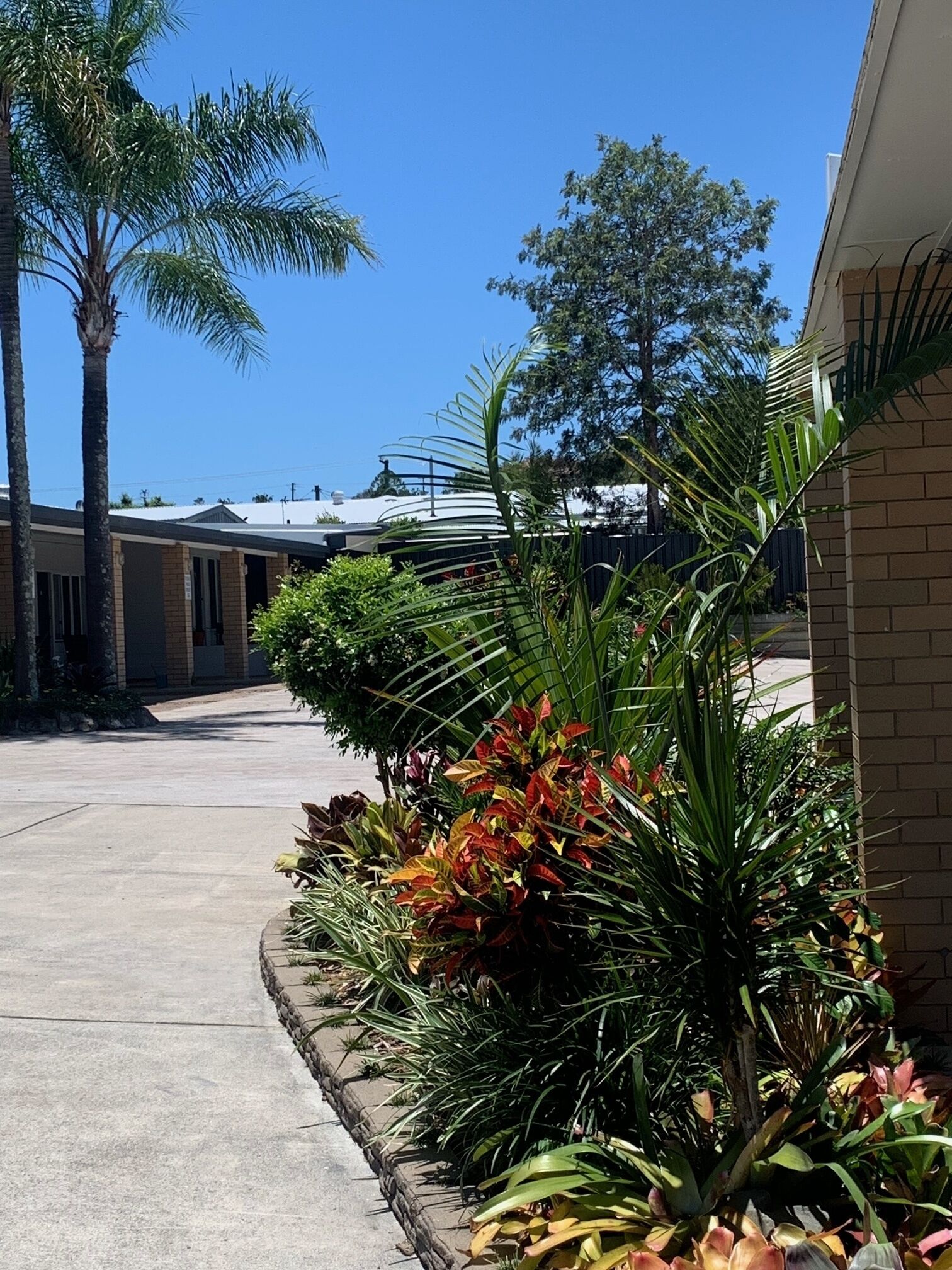 A pathway lined with various plants and a palm tree, leading to a building with a flat roof.