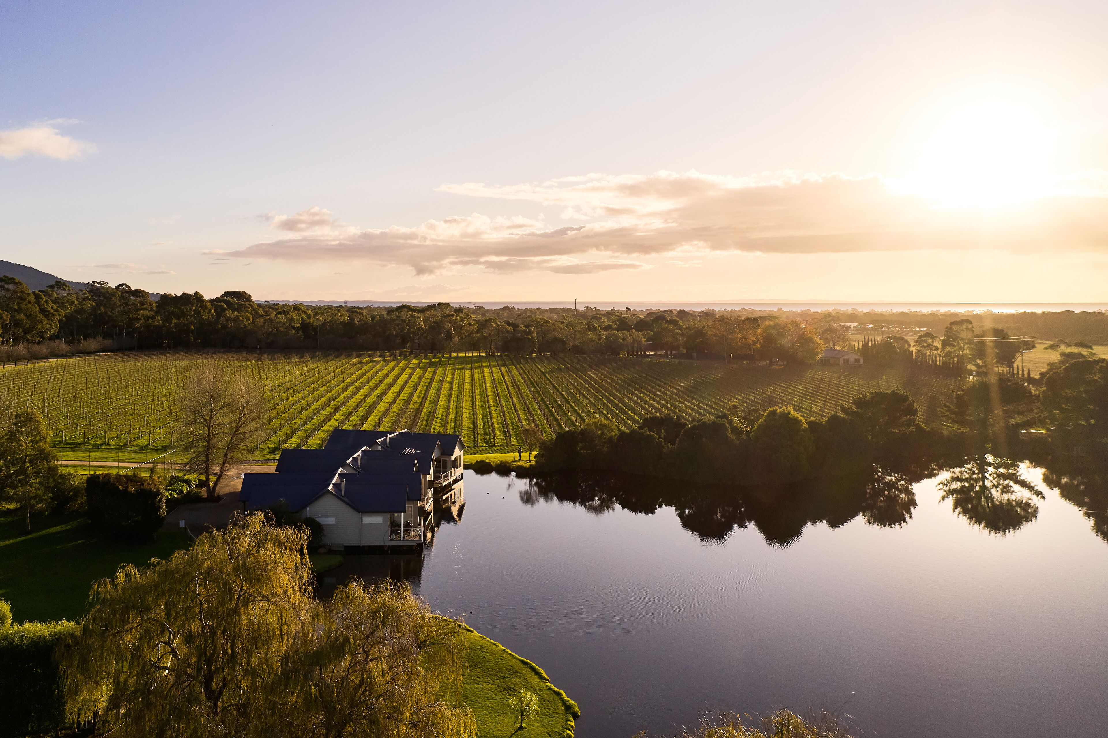 Un vignoble avec des rangées de vignes, une maison et une étendue d’eau qui reflète le paysage.