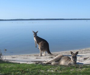 Lake - Waterfront Retreat At Wattle Point (Forge Creek)