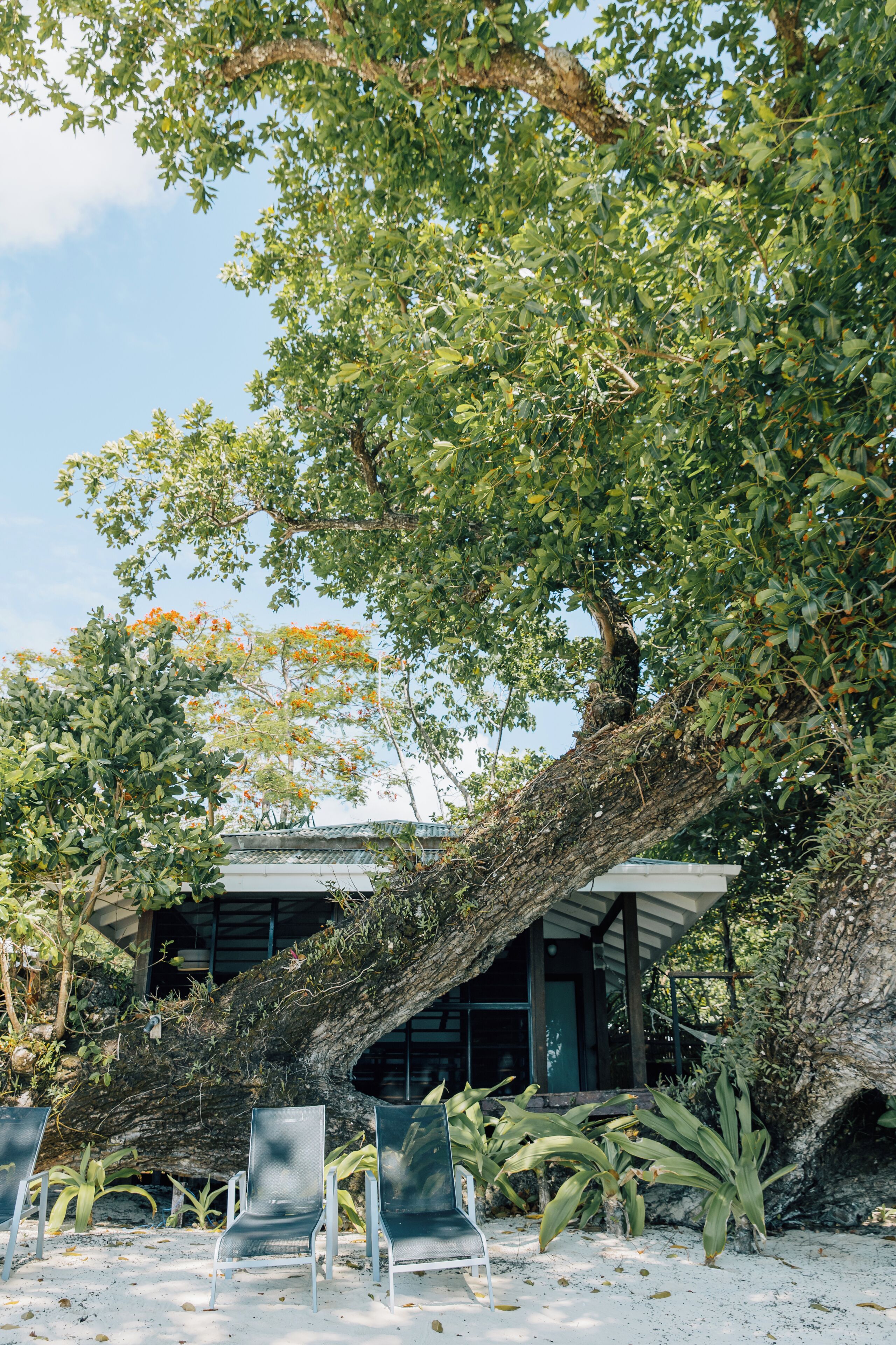 A building with a sloped roof, surrounded by lush greenery and a large tree. There are several chairs arranged in front of the building.
