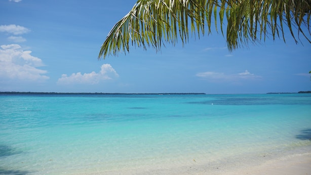 Una playa con agua turquesa cristalina, una orilla de arena y una palmera sobre ella.