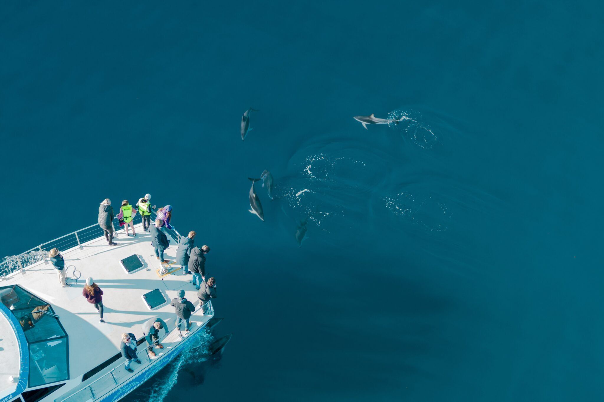 Un barco con gente en cubierta y delfines nadando cerca.
