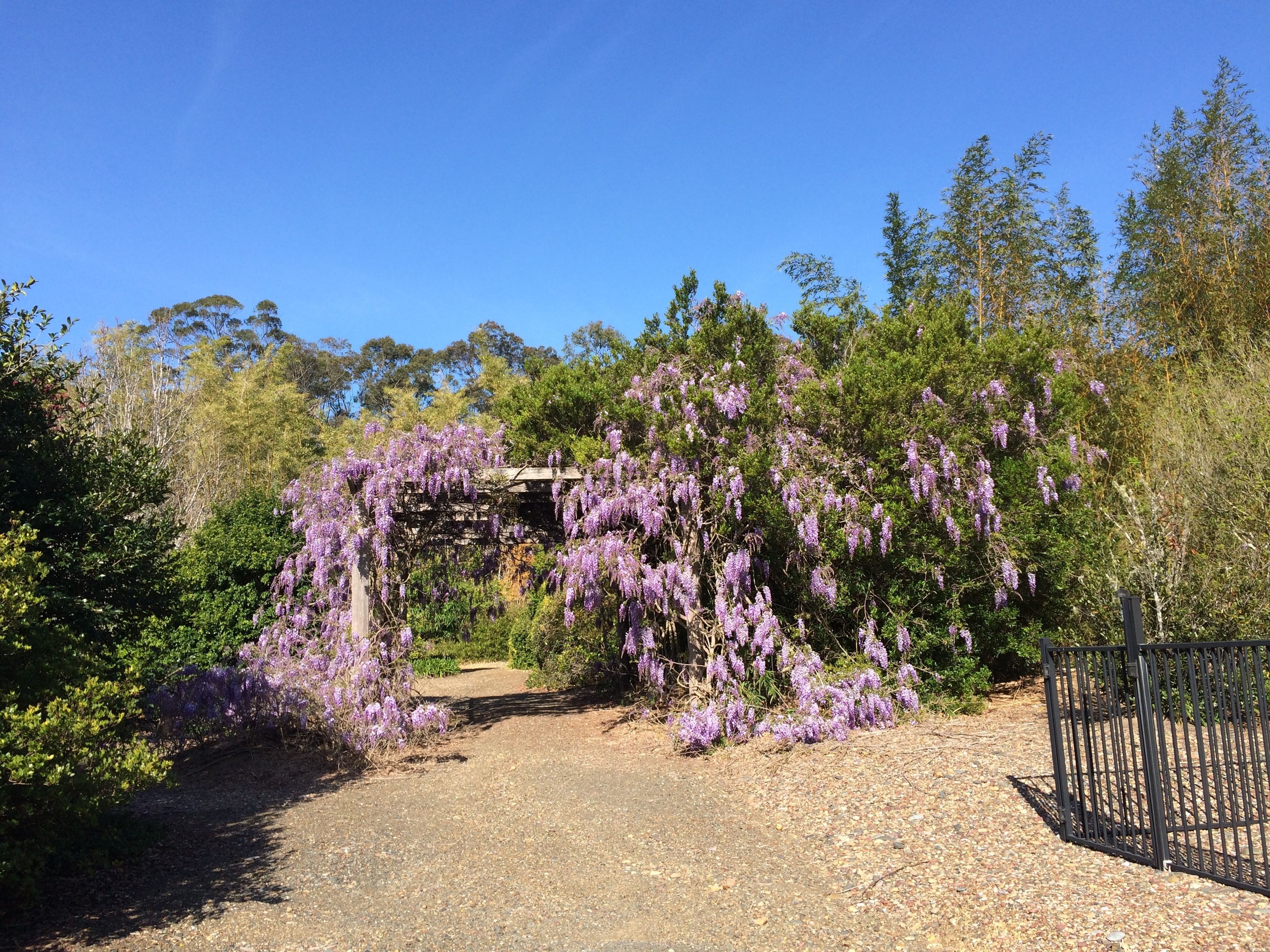 A gravel path leading to a wooden pergola covered in purple flowers, surrounded by dense greenery and trees.
