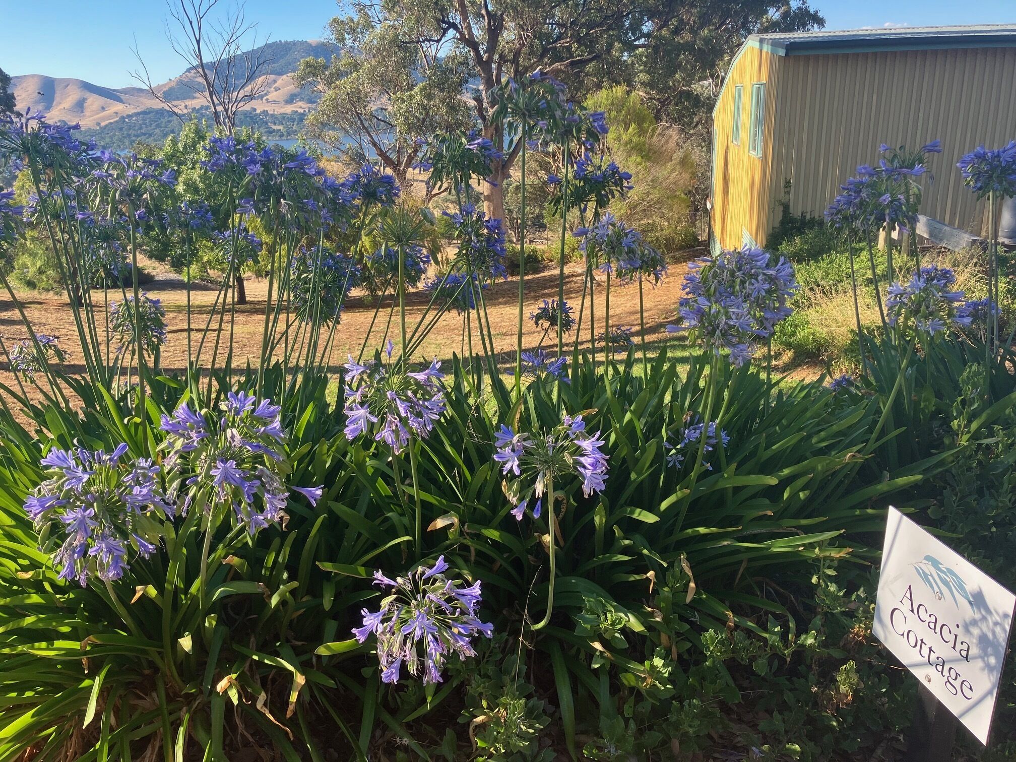 Un jardín con flores moradas y un letrero que indica Cabaña Acacia.