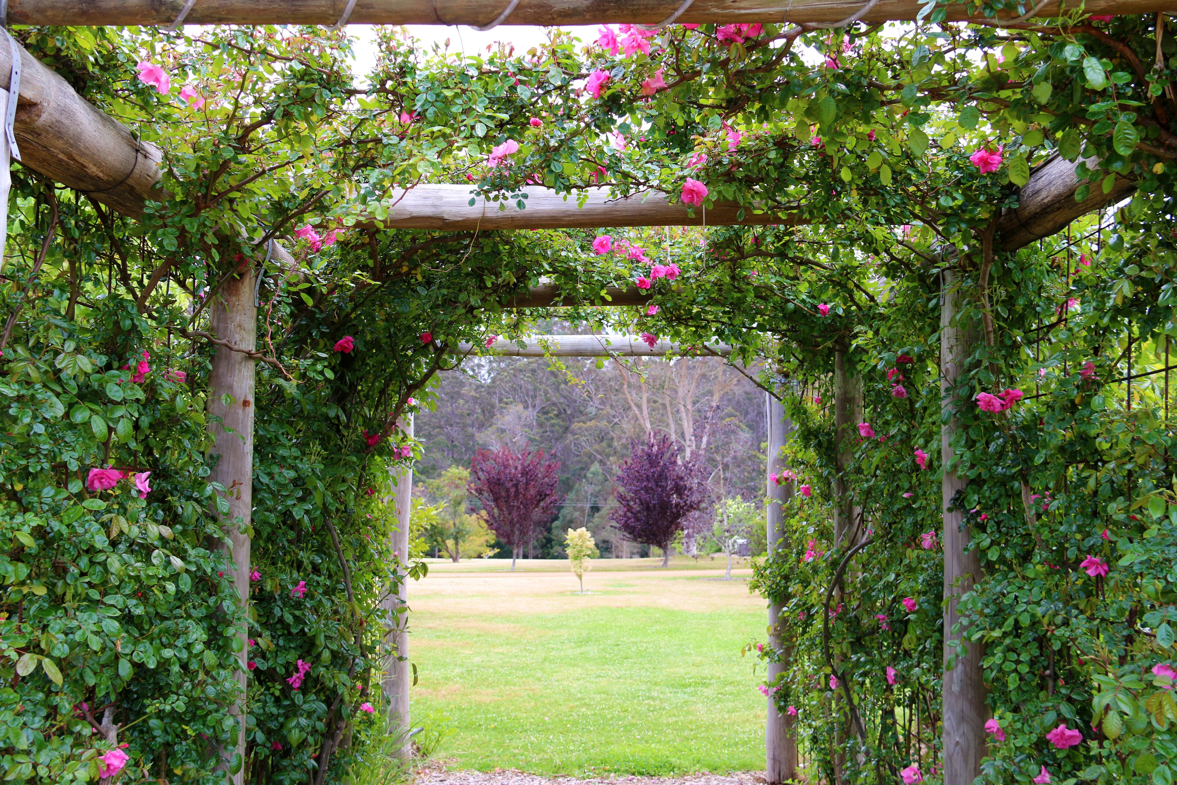 An arched wooden pergola covered with climbing roses and greenery, leading to a grassy area.