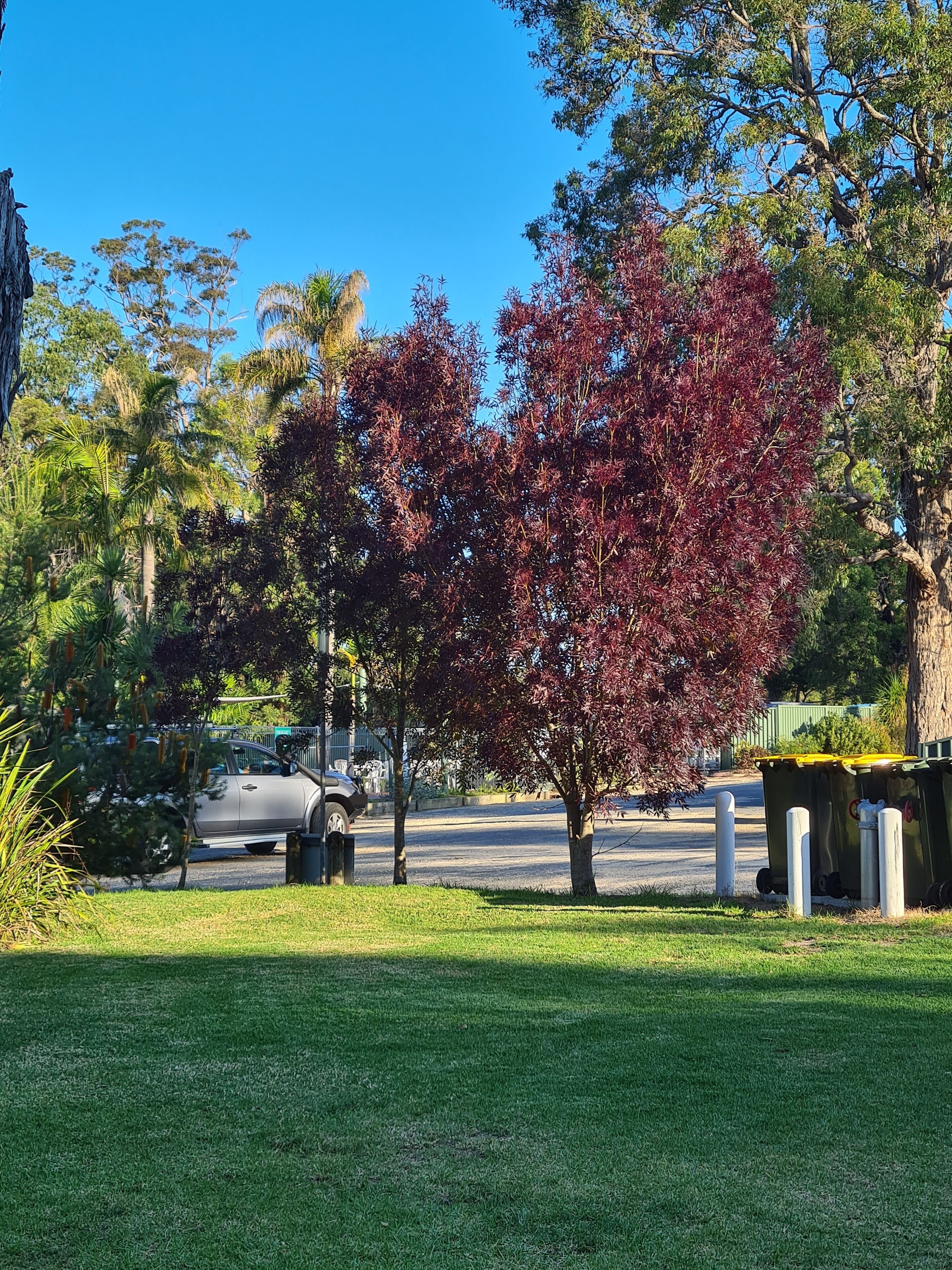A grassy area with a tree displaying red foliage, a parked car, and a green dumpster.