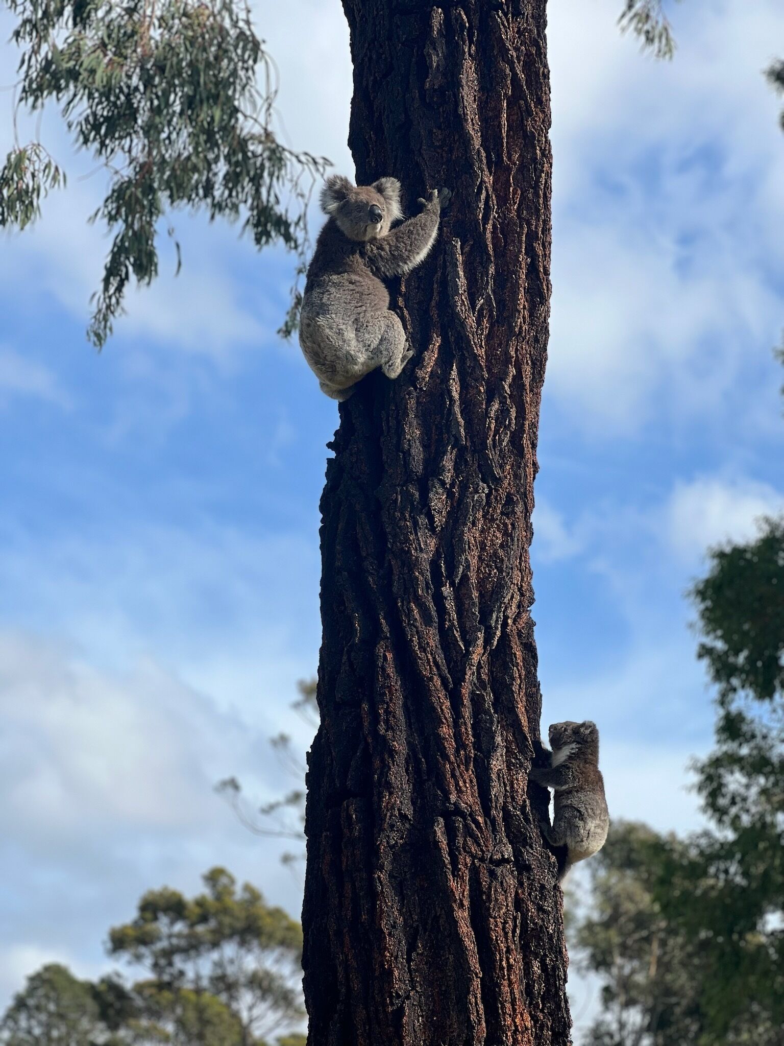 A koala clinging to a tree trunk.