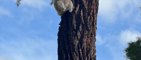 A koala clinging to a tree trunk.