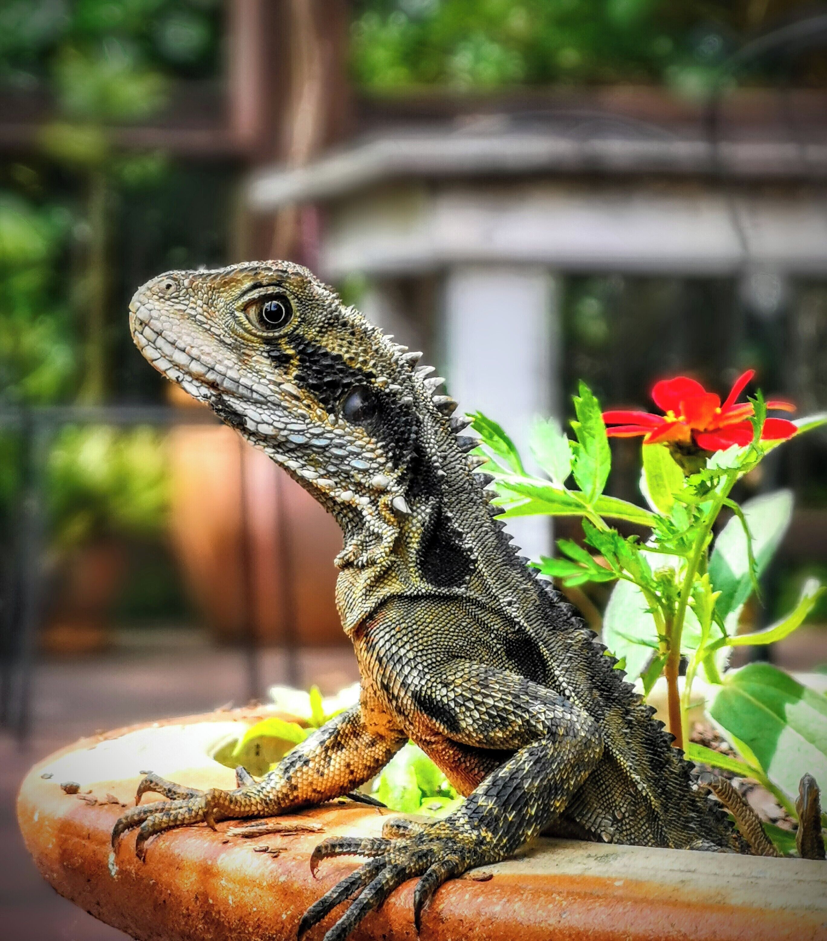 Un lagarto sobre una maceta de barro con follaje verde y flores rojas al fondo.
