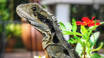 Un lagarto sobre una maceta de barro con follaje verde y flores rojas al fondo.