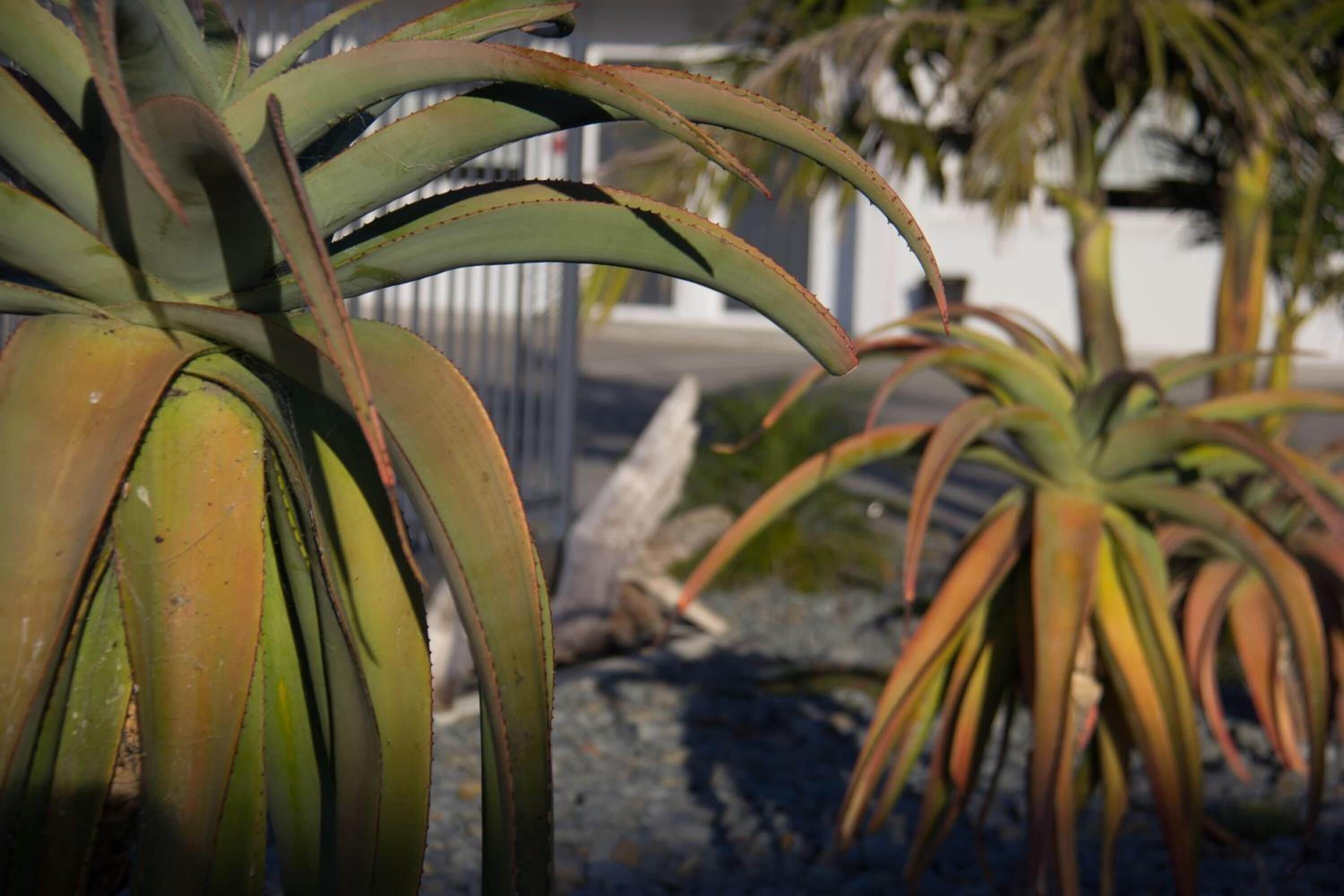 A plant with long, green leaves and reddish tips, possibly a type of agave, in a garden setting.