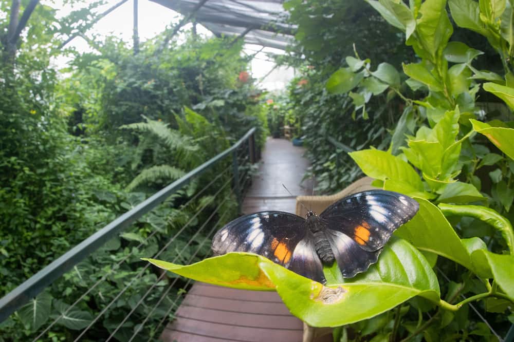Batchelor Butterfly Farm - Litchfield Park