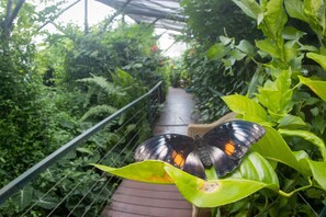 A butterfly on a leaf with a pathway and greenery in the background.