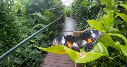 Batchelor Butterfly Farm