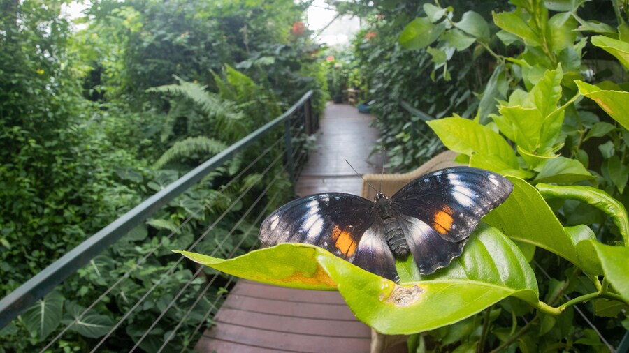 Batchelor Butterfly Farm