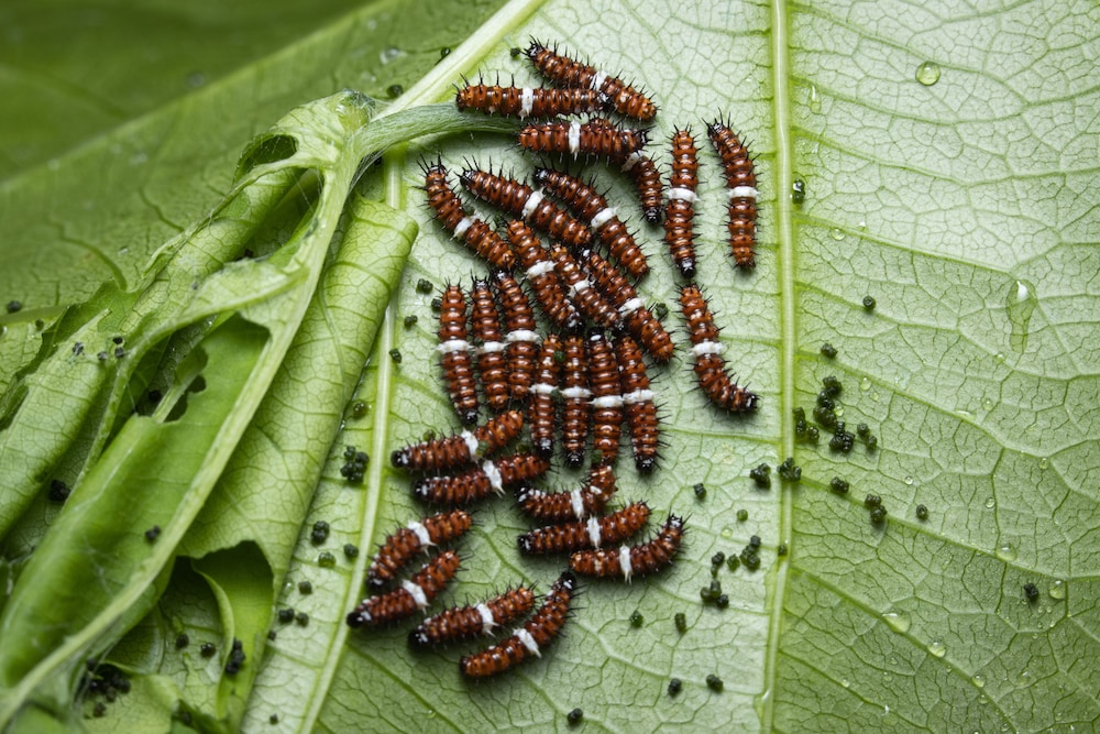 Batchelor Butterflyfarm by null