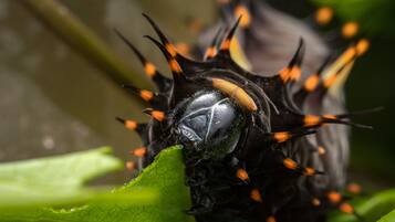 A close-up of a beetle with black and orange spiky features.