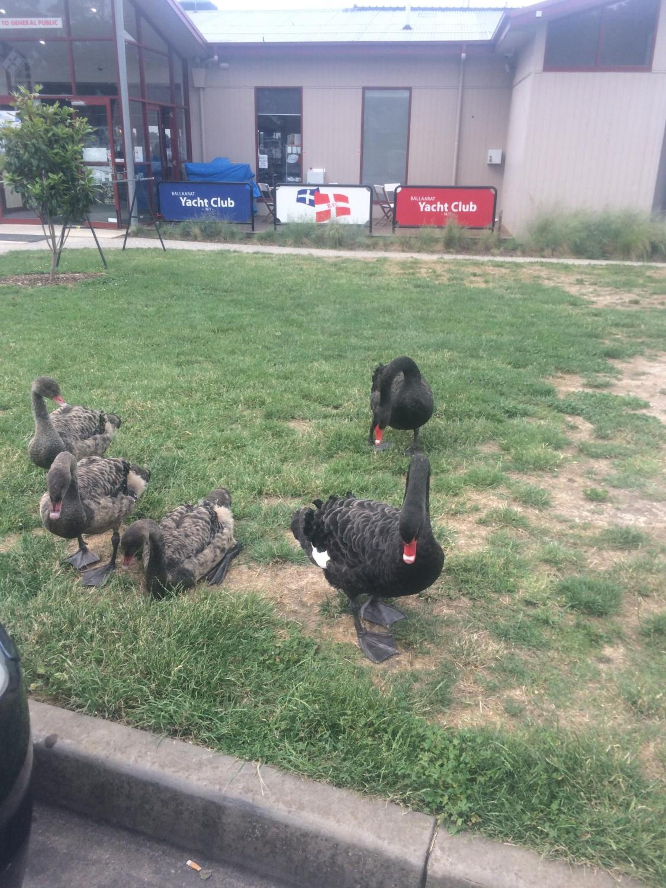 Uma área gramada com um cisne negro e vários filhotes de pato em frente a um edifício com placas de um clube de iates.