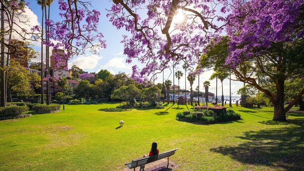 Un parc avec un banc, de l’herbe verte et des fleurs violettes.