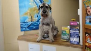 A dog sitting on a wooden table in a room with a painting of a whale on the wall. - Marlin Motel (Biggera Waters)