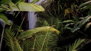 A showerhead with water flowing, surrounded by lush tropical plants. - The Hide Byron Bay (Byron Bay)