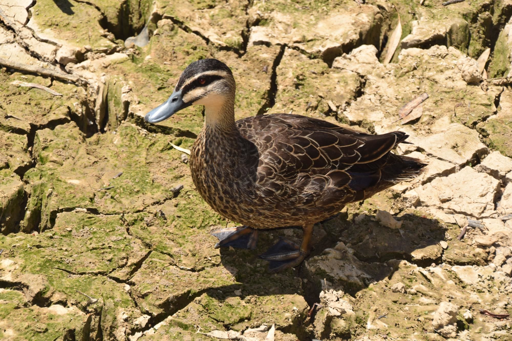 A duck standing on cracked, dry ground.