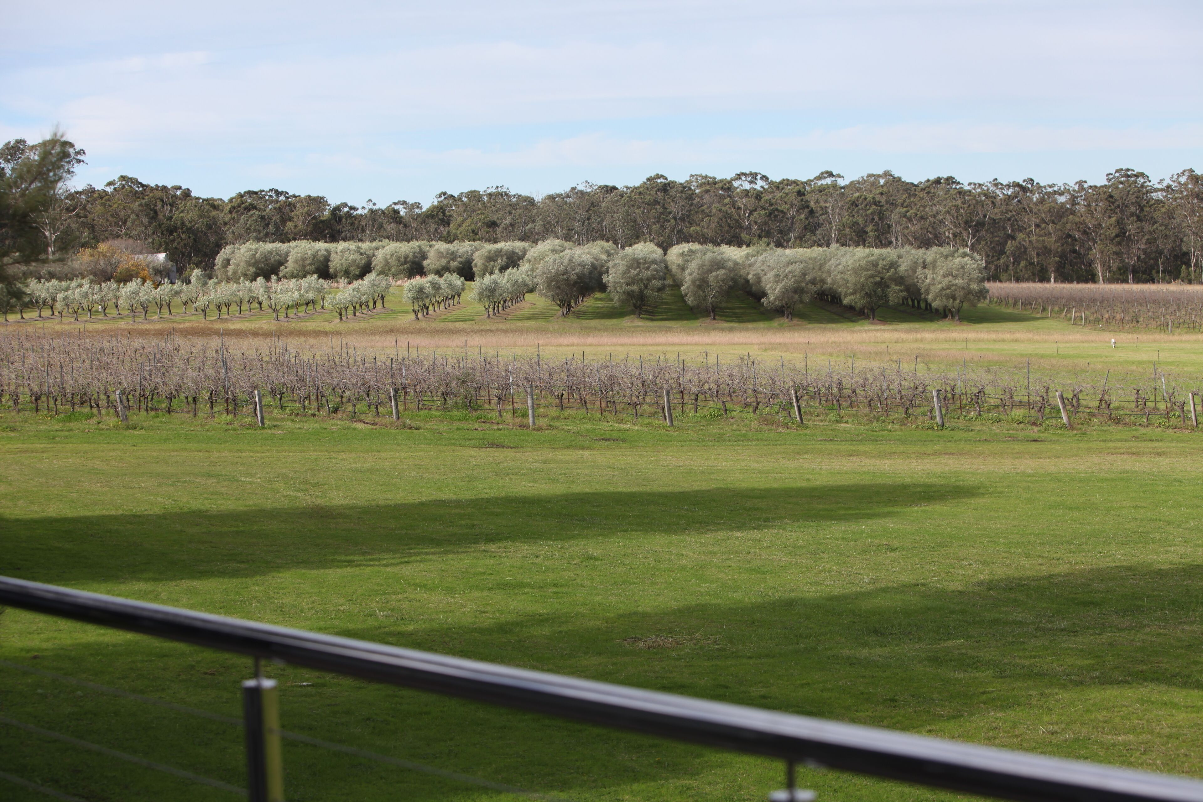 A vineyard with rows of grapevines and a grassy field.
