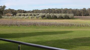 A vineyard with rows of grapevines and a grassy field.