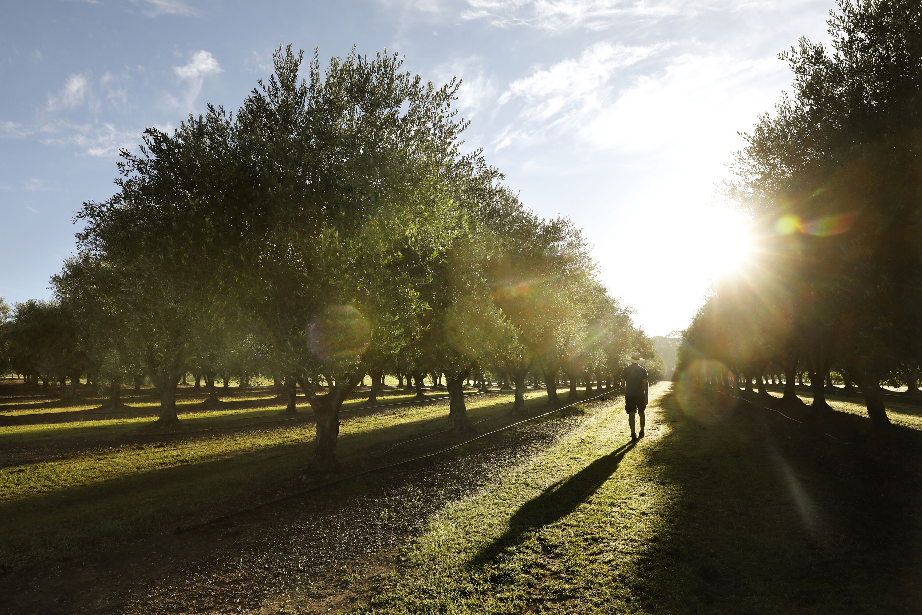 A pathway lined with trees under a clear sky.