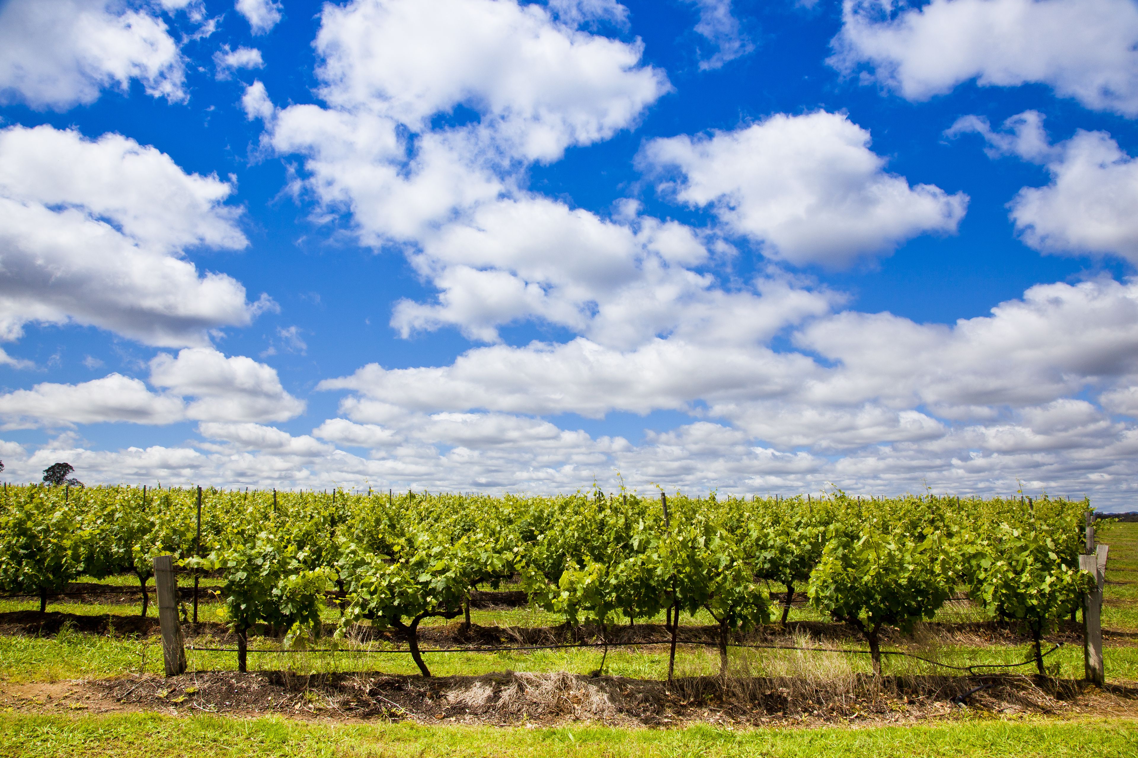 A vineyard with rows of grapevines under a clear sky.