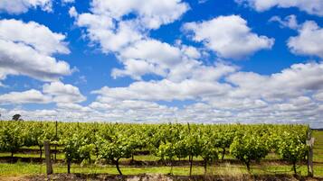 Un vignoble avec des rangées de vignes sous un ciel dégagé.