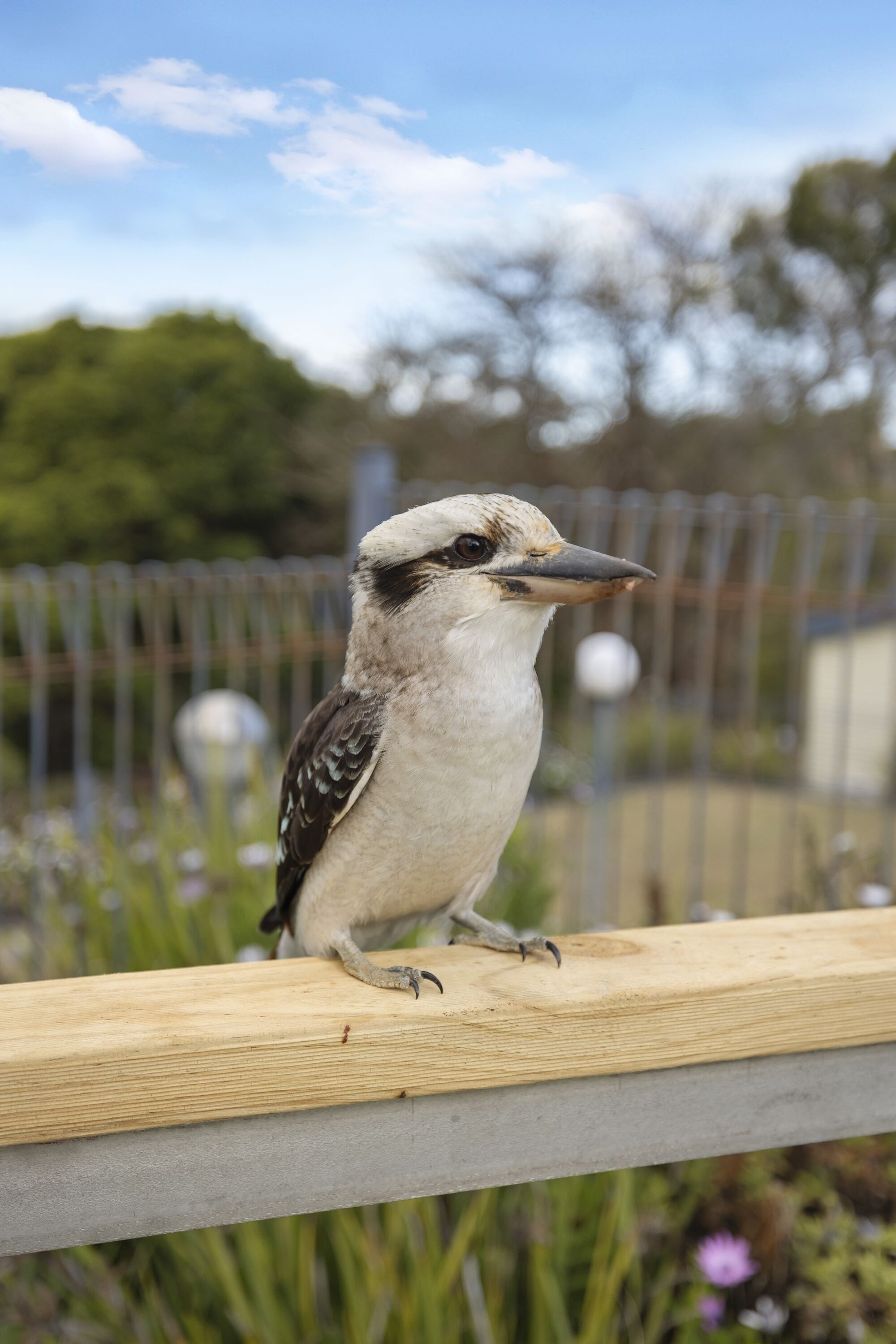 Un pájaro posado en una barandilla de madera.