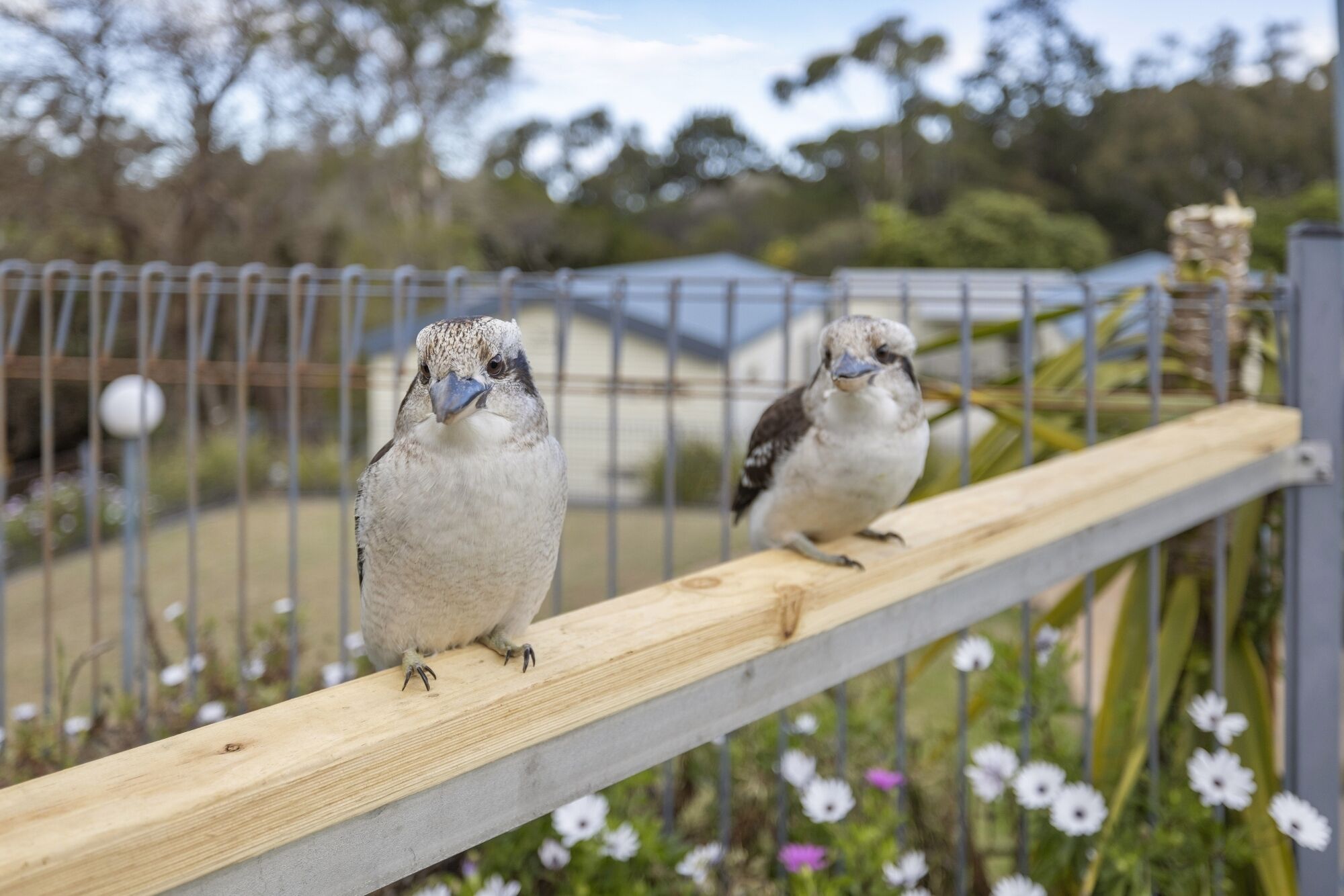 Deux oiseaux étaient perchés sur une rambarde en bois.