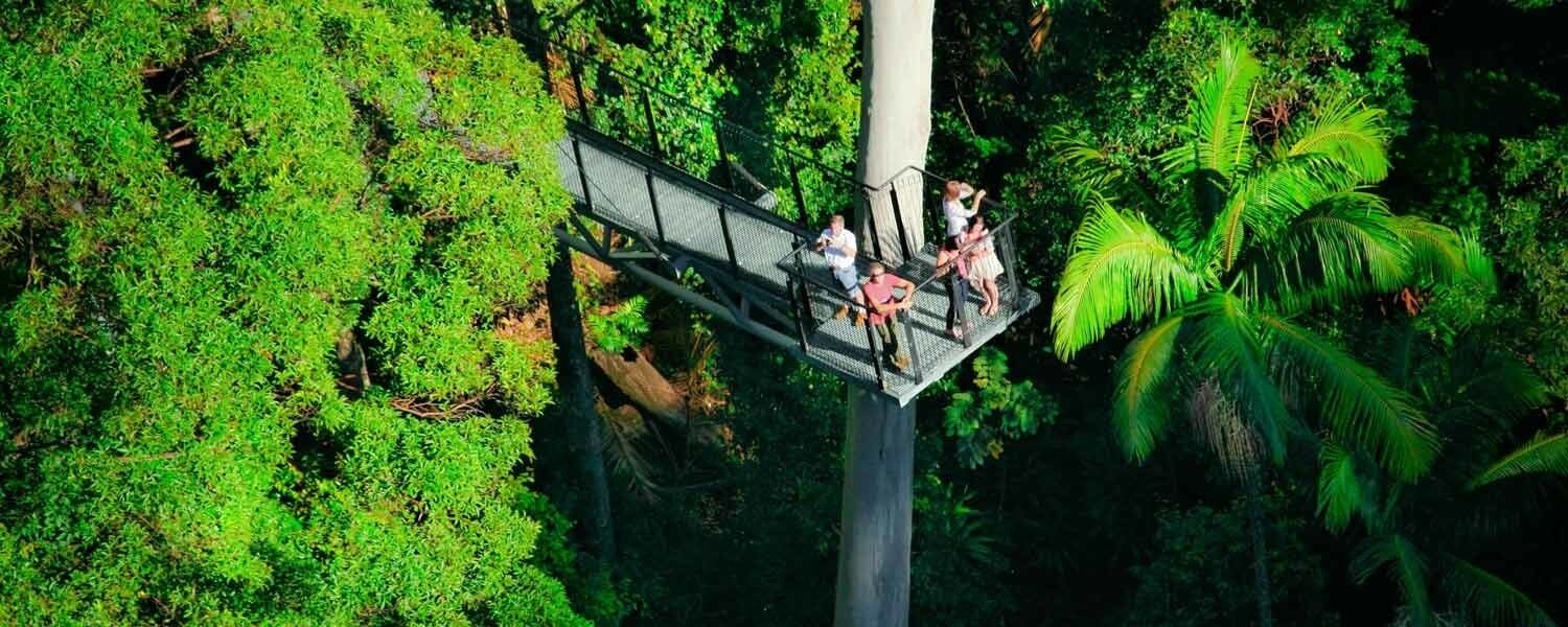 A suspended walkway in a dense forest with people walking on it.
