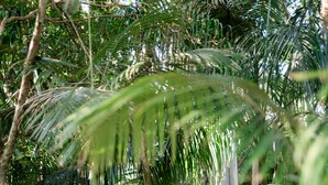 Un sendero de madera rodeado de exuberante vegetación y palmeras.