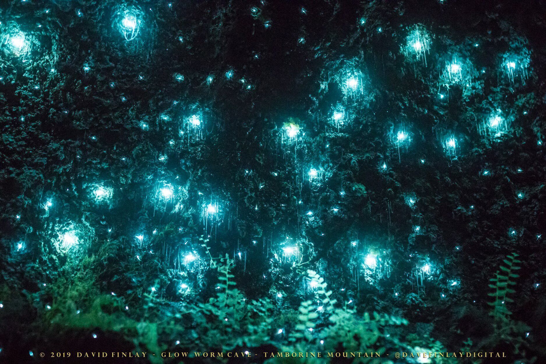 A dark, forested area with numerous glowing lights, possibly bioluminescent organisms or artificial lights, creating a mystical atmosphere.