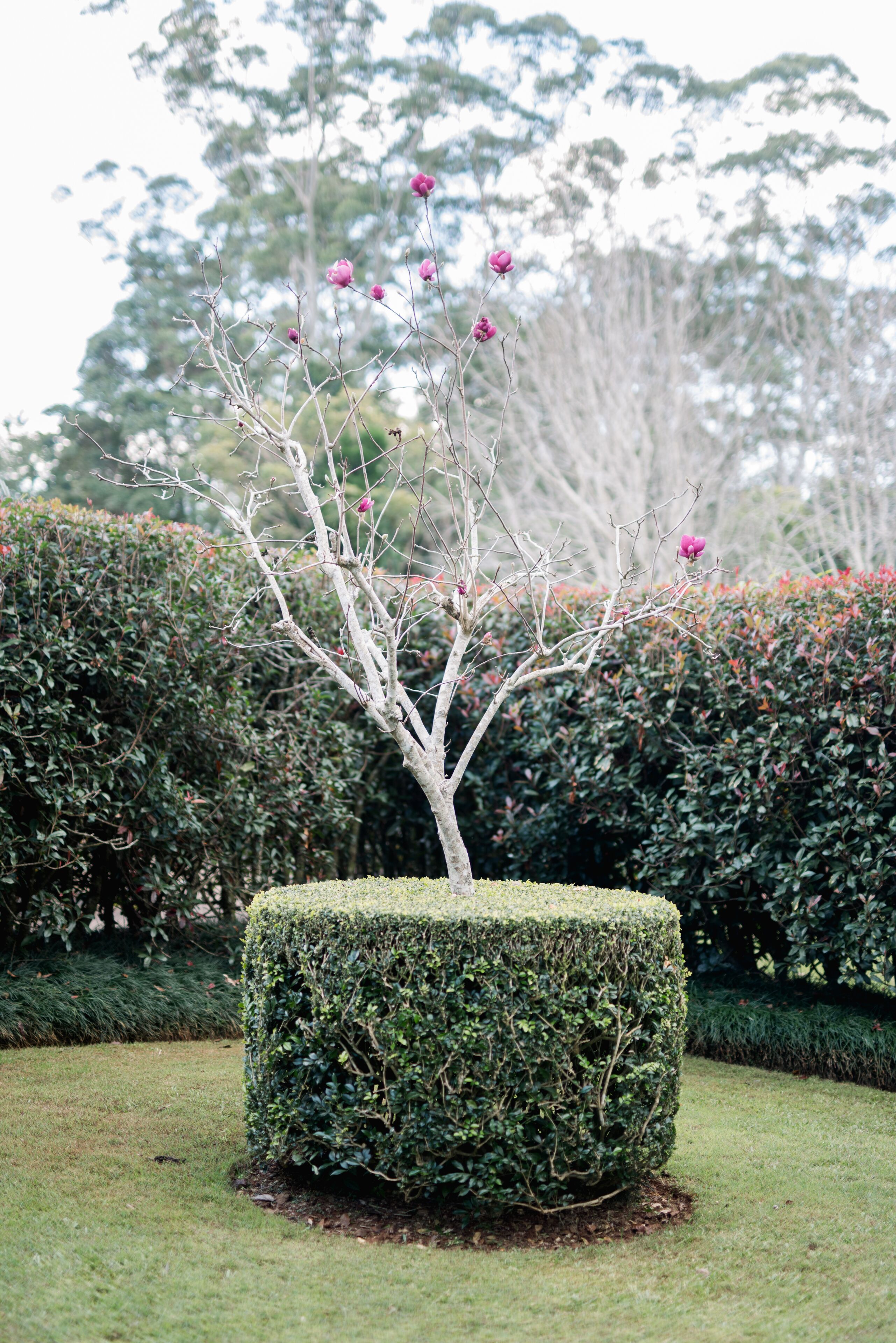 A well-manicured hedge with a topiary tree in a garden setting.